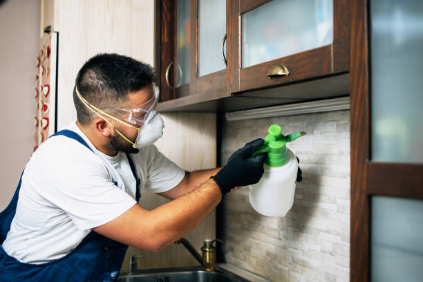 Flea Control Services in Simi Valley, CA
