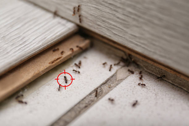 Trusted Simi Valley, CA Pest Control Experts