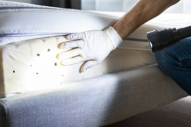 Best Termite Control Services  in Simi Valley, CA