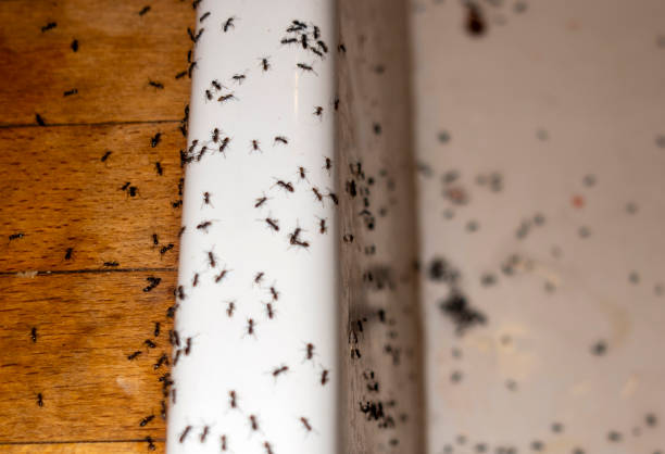 Best Pest Prevention Services  in Simi Valley, CA
